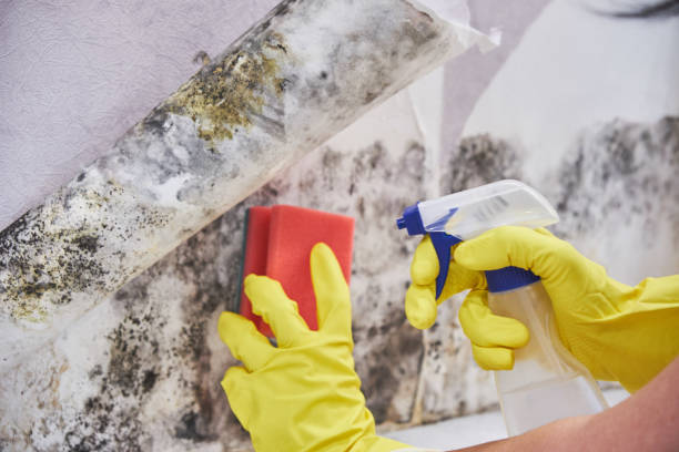 Biohazard Mold Removal in Selma, TX